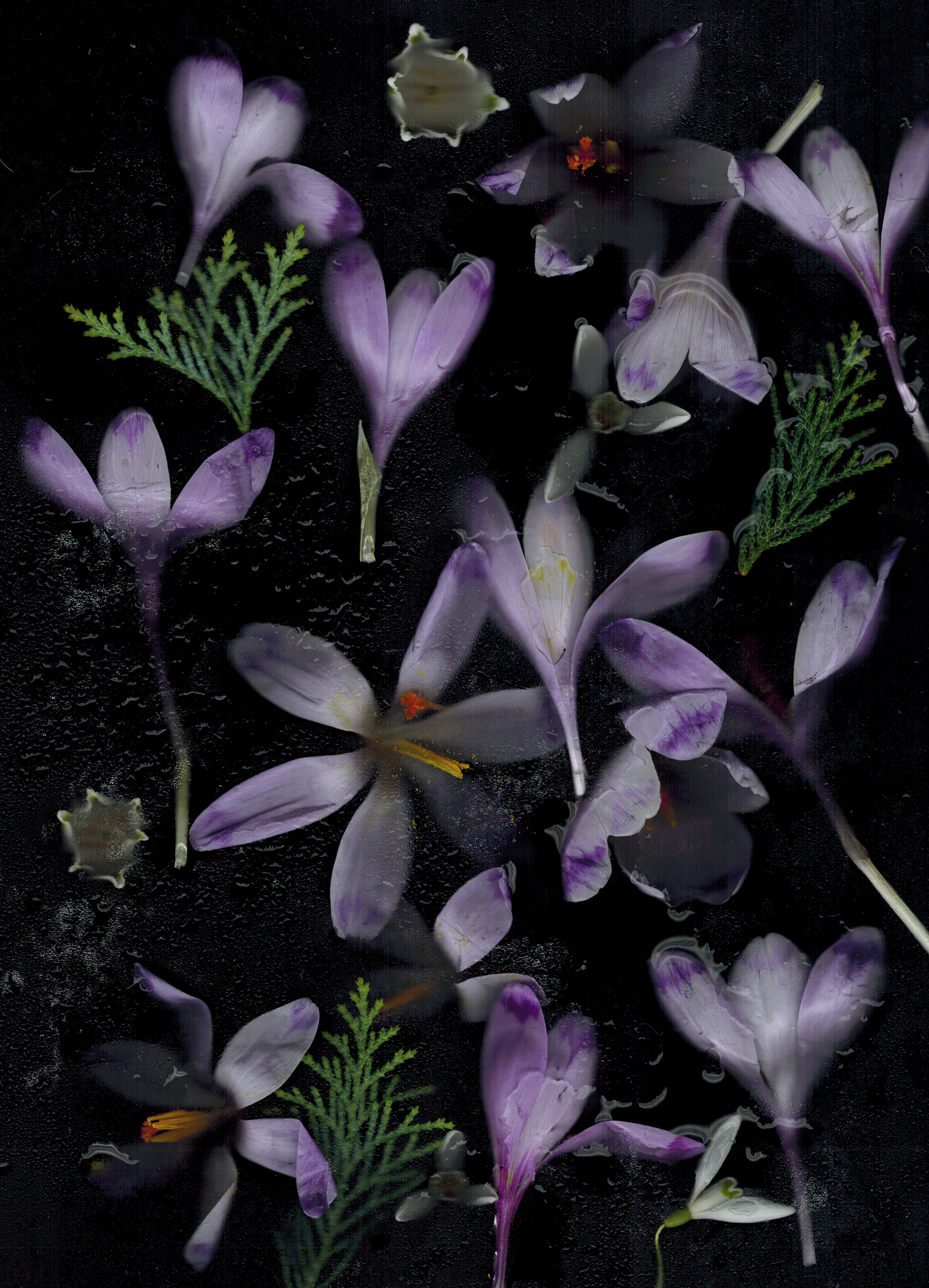 Flower Drama