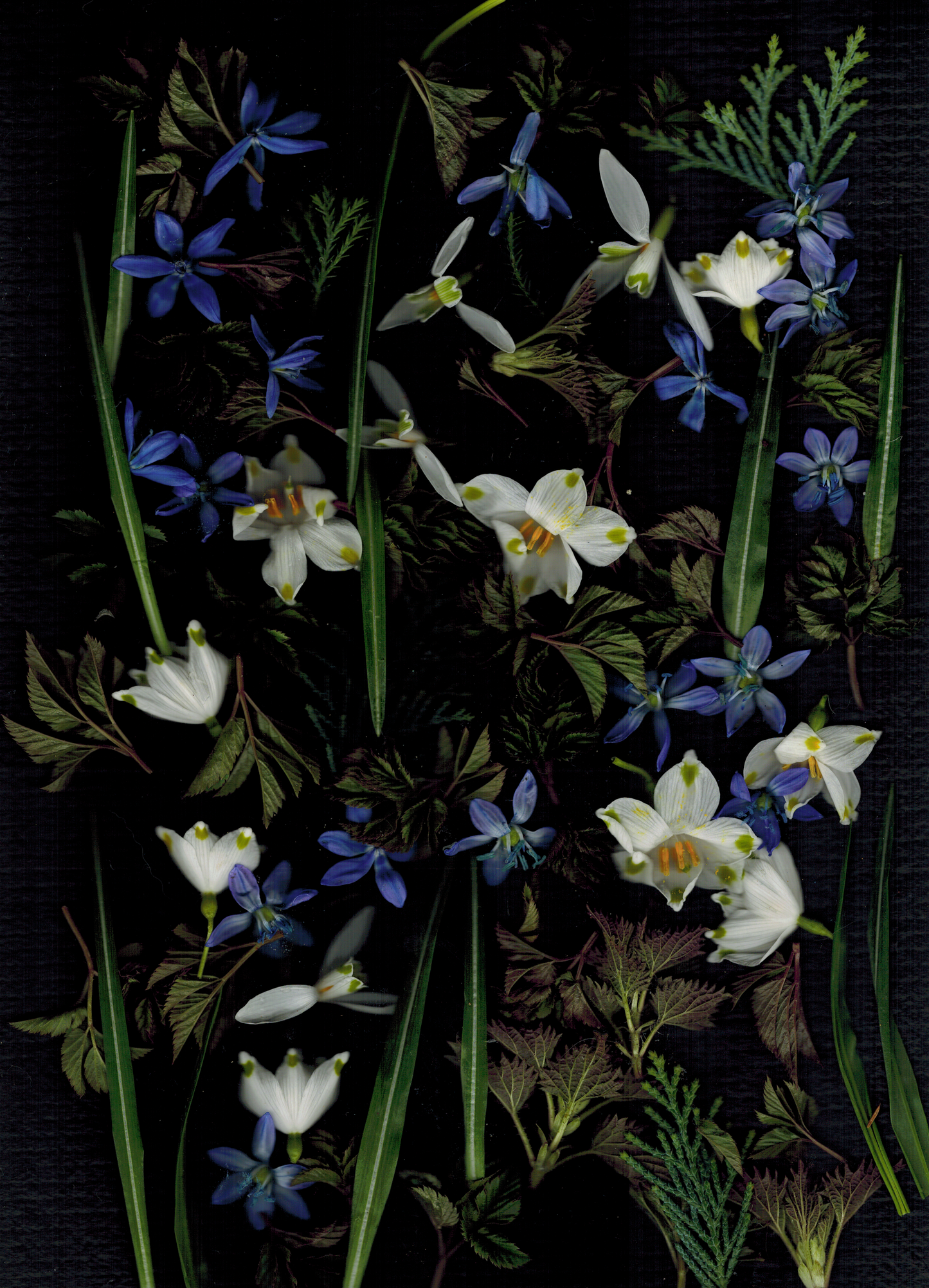 Flower Blossom
